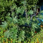 Bild der Pflanze