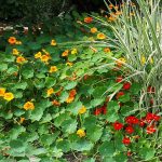 Bild der Pflanze